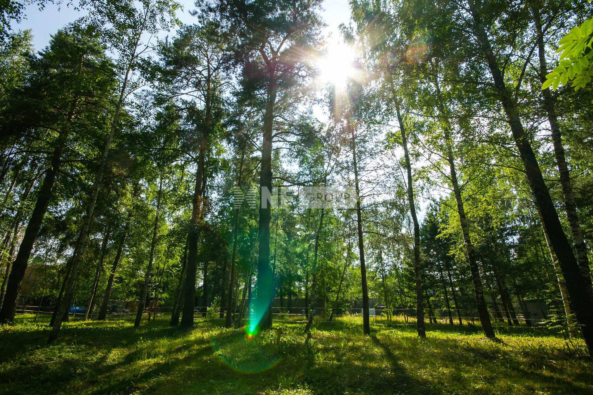 «Грибово» (Gribovo)