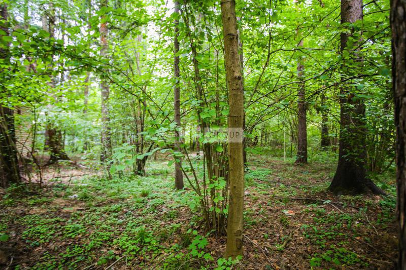 «Сосновый бор» (Sosnovyy bor)