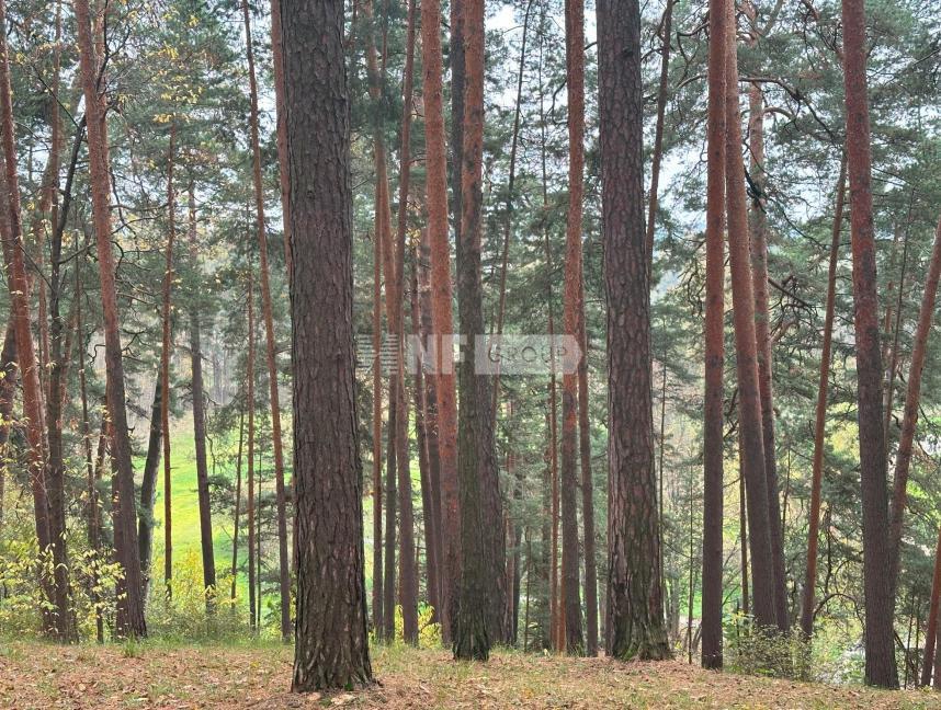 «Косыгинские дачи» (Kosyginskie dachi)