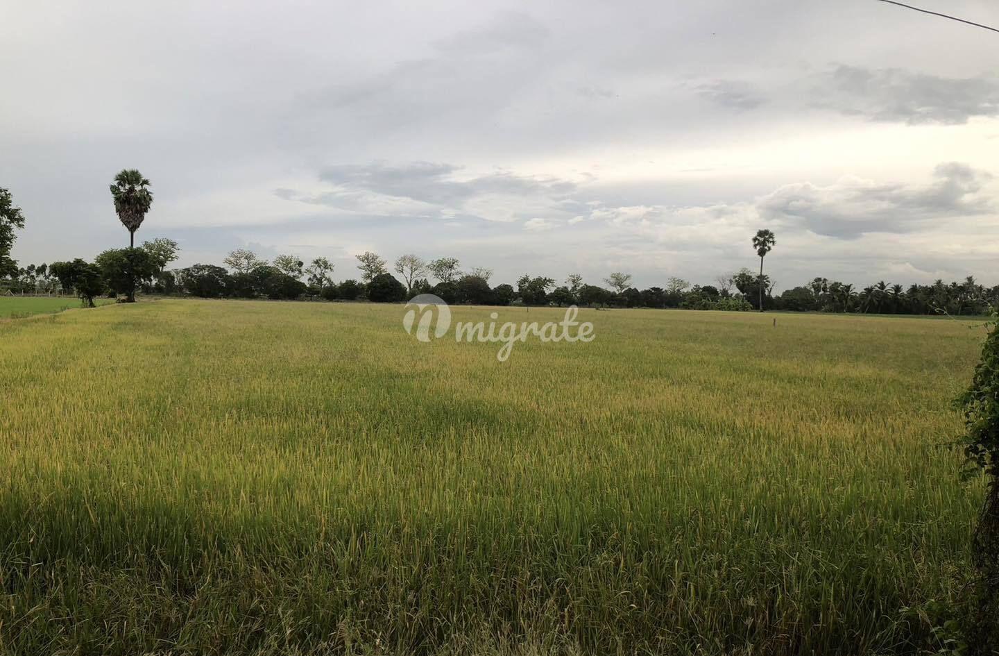 Земельный участок на продажу (Land For Sale at Chai Nat)
