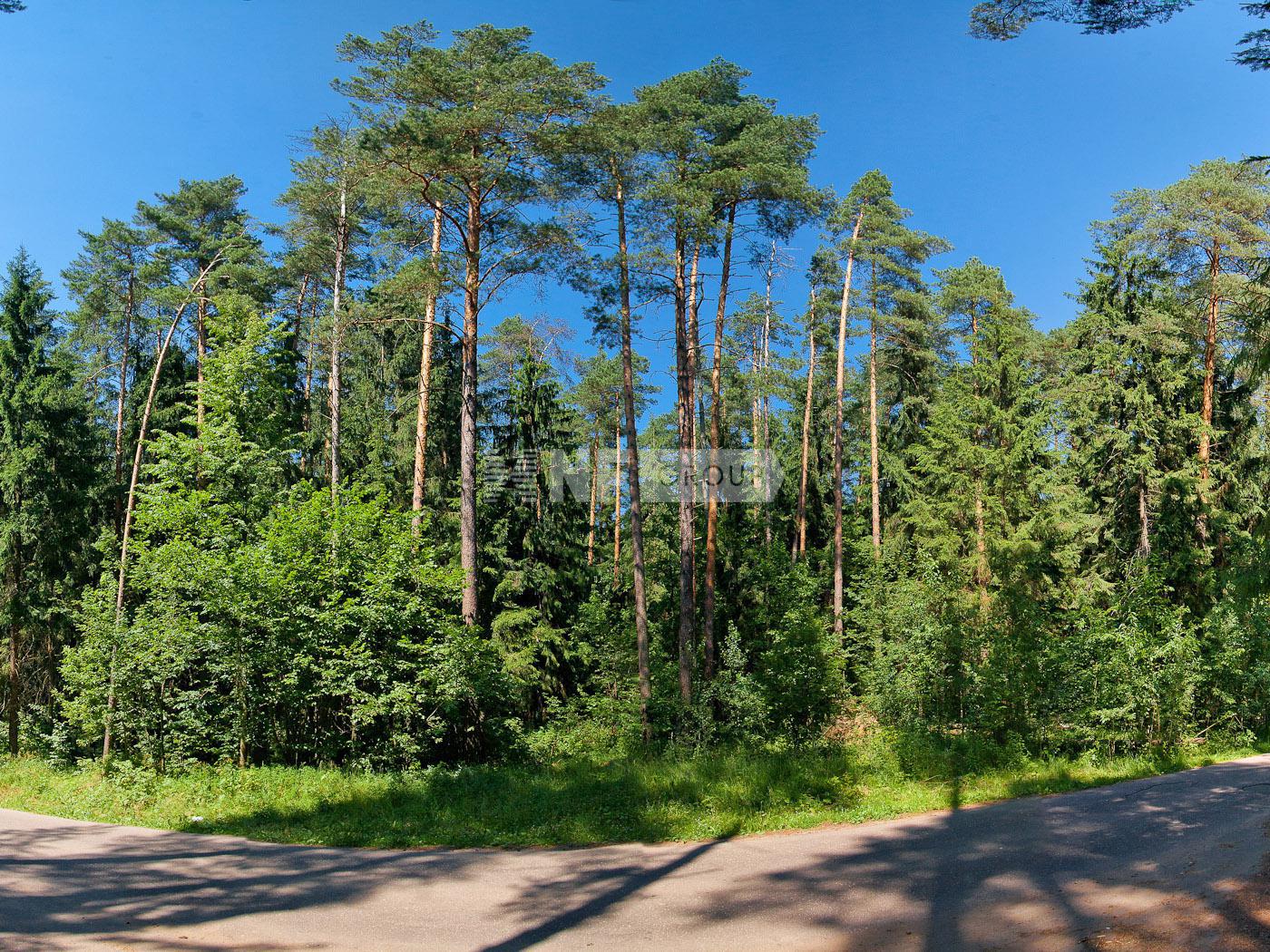 «Сосновый бор» (Sosnovyy bor)