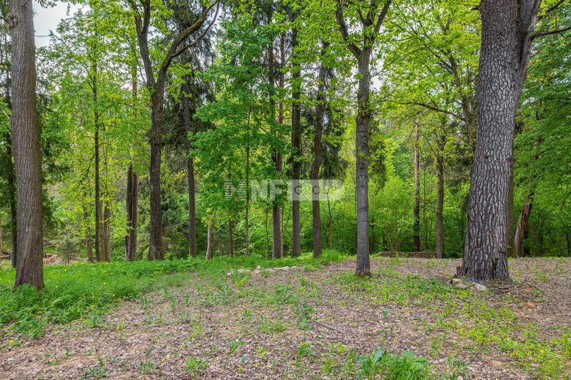 «Лесные зори» (Lesnye zori)