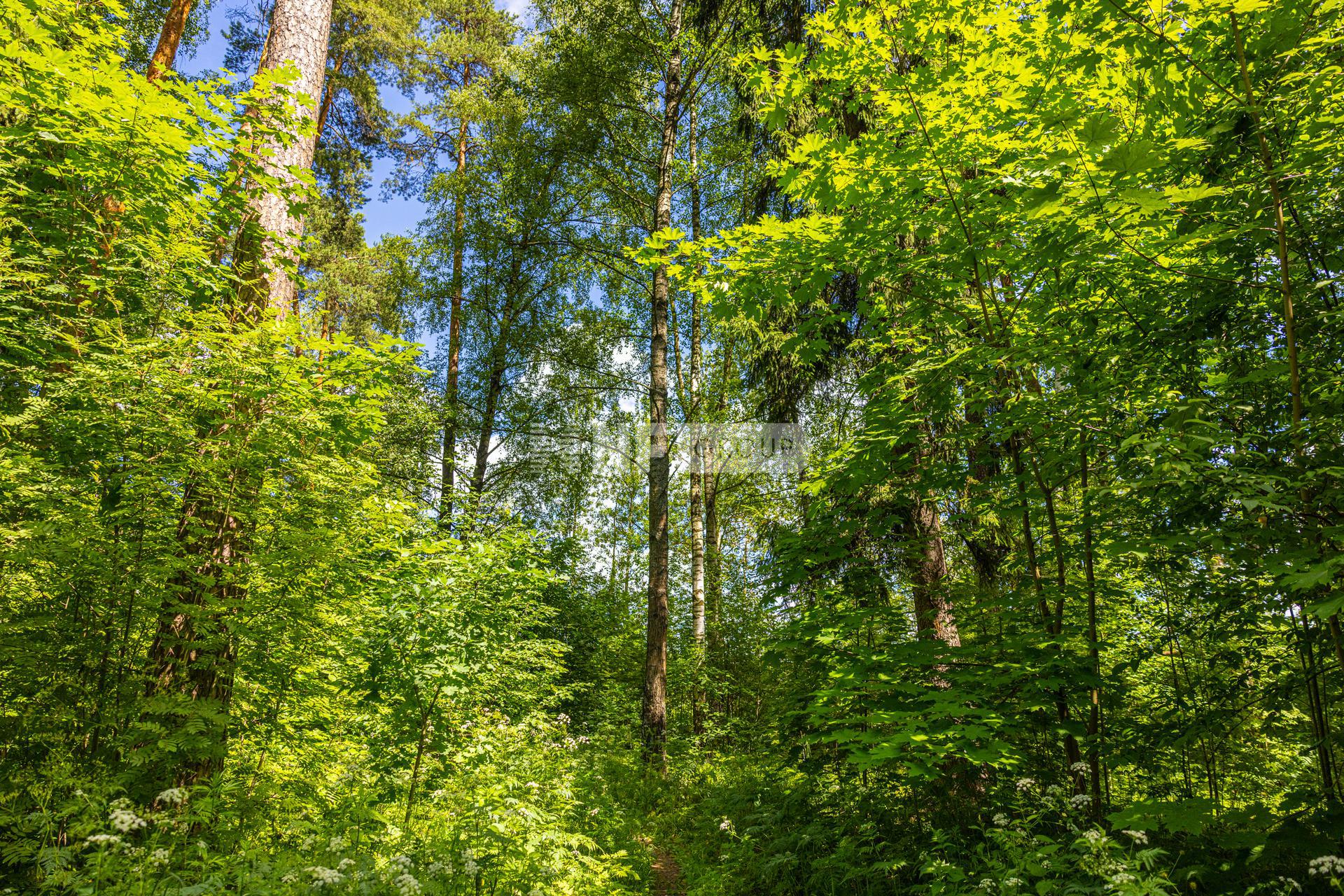 «Антоновка» (Antonovka)