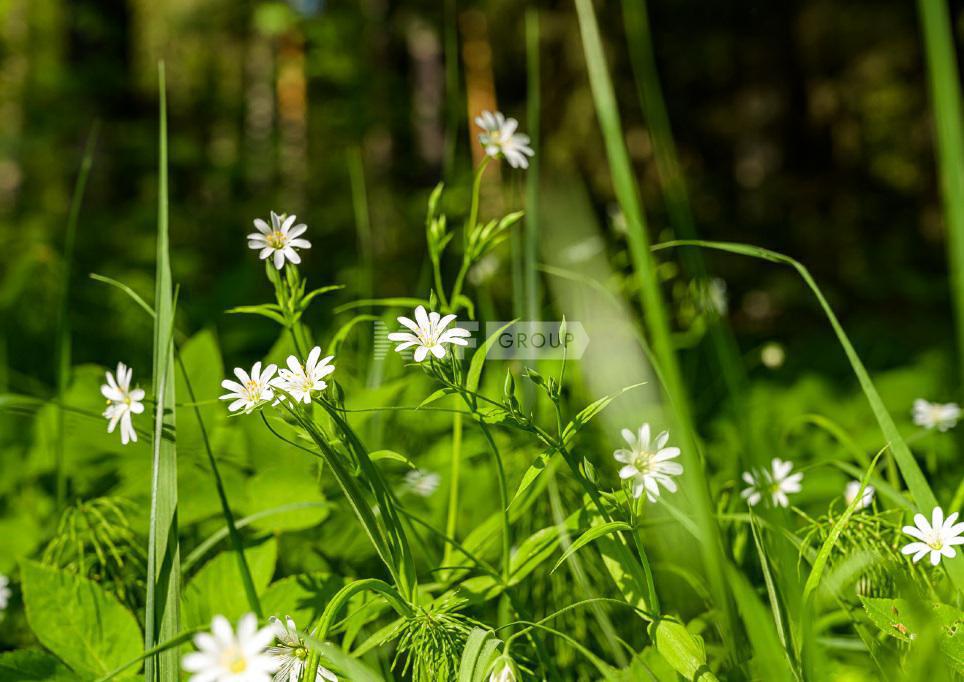 «Малое Сареево» (Maloe Sareevo)
