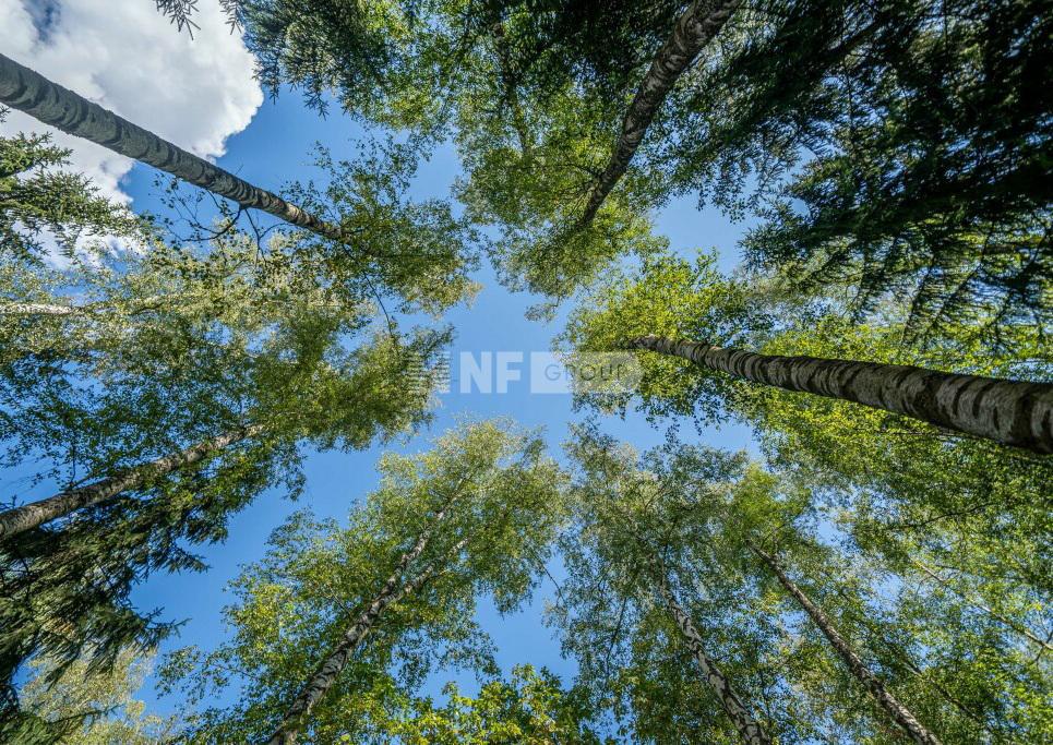 NF Group