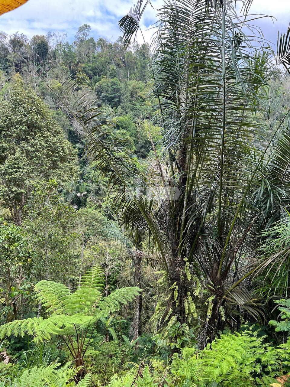 1.23ha freehold land with uninterrupted valley views in Payangan Ubud