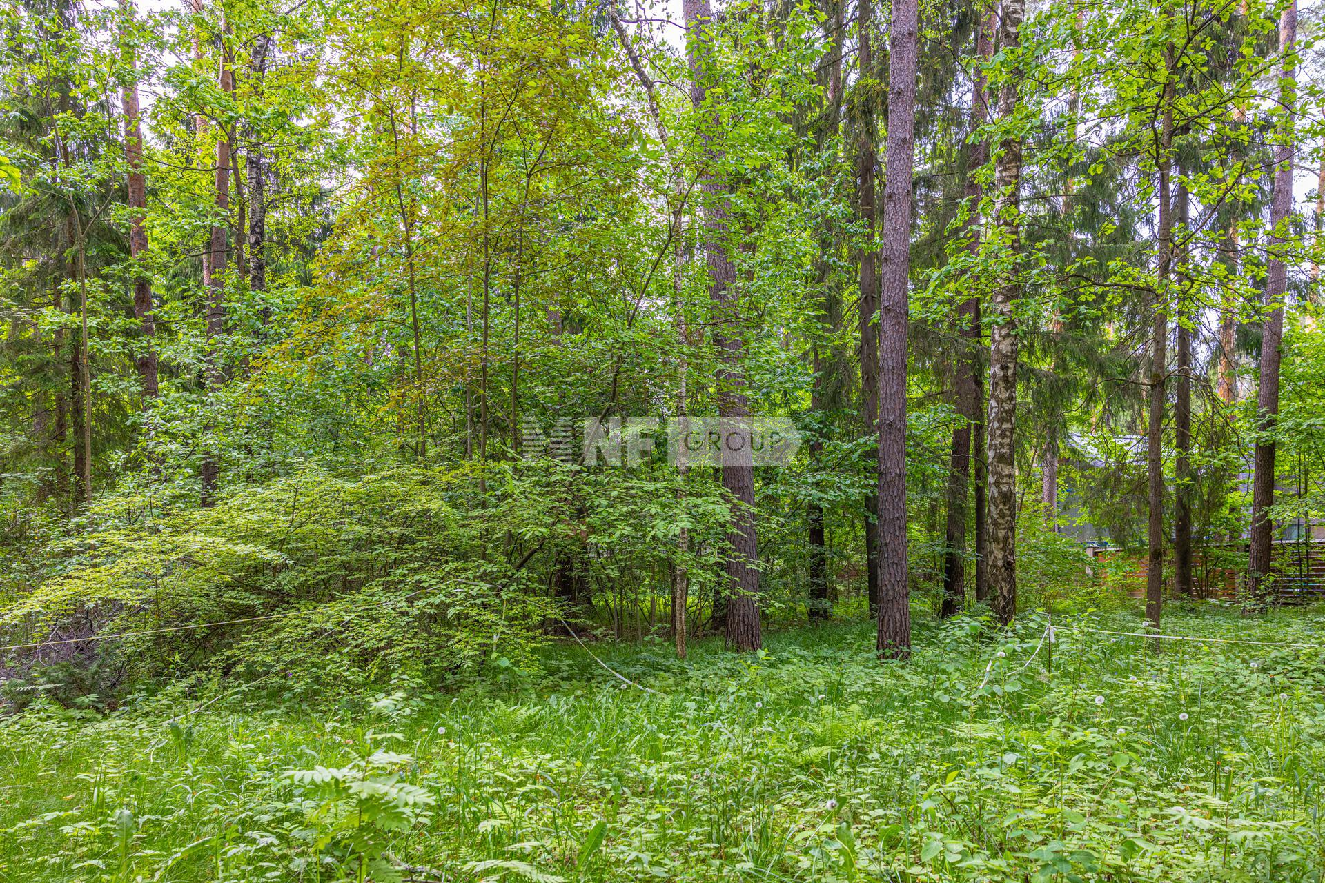 «Сосновый бор» (Sosnovyy bor)