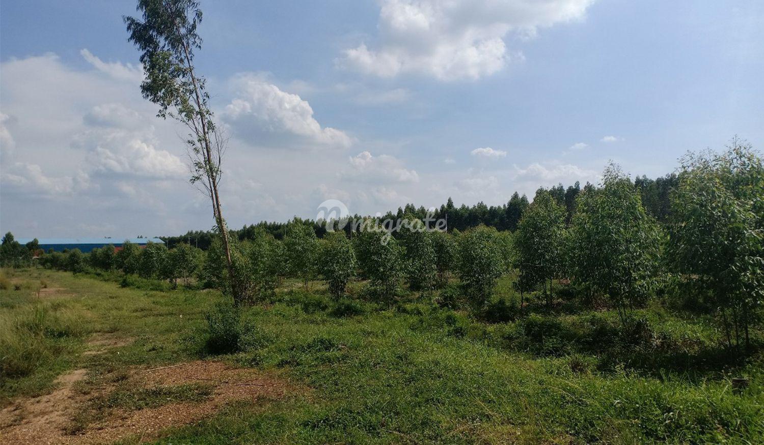 Земельный участок на продажу (9-1-55 Rai Land for Sale in Prachin Buri)