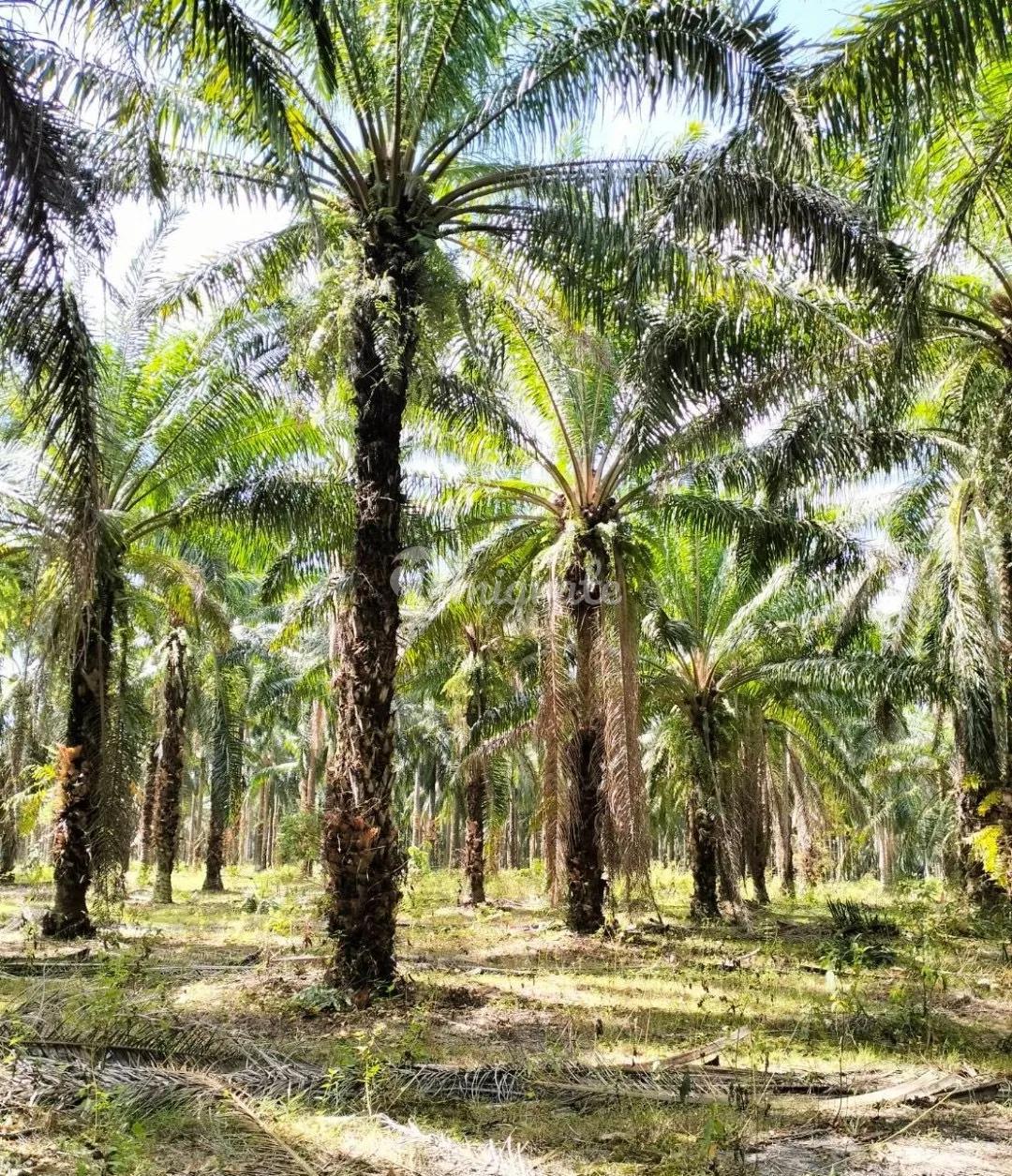 Земельный участок на продажу (Land for sale with palm plantation, 124 rai, Krabi Province.)