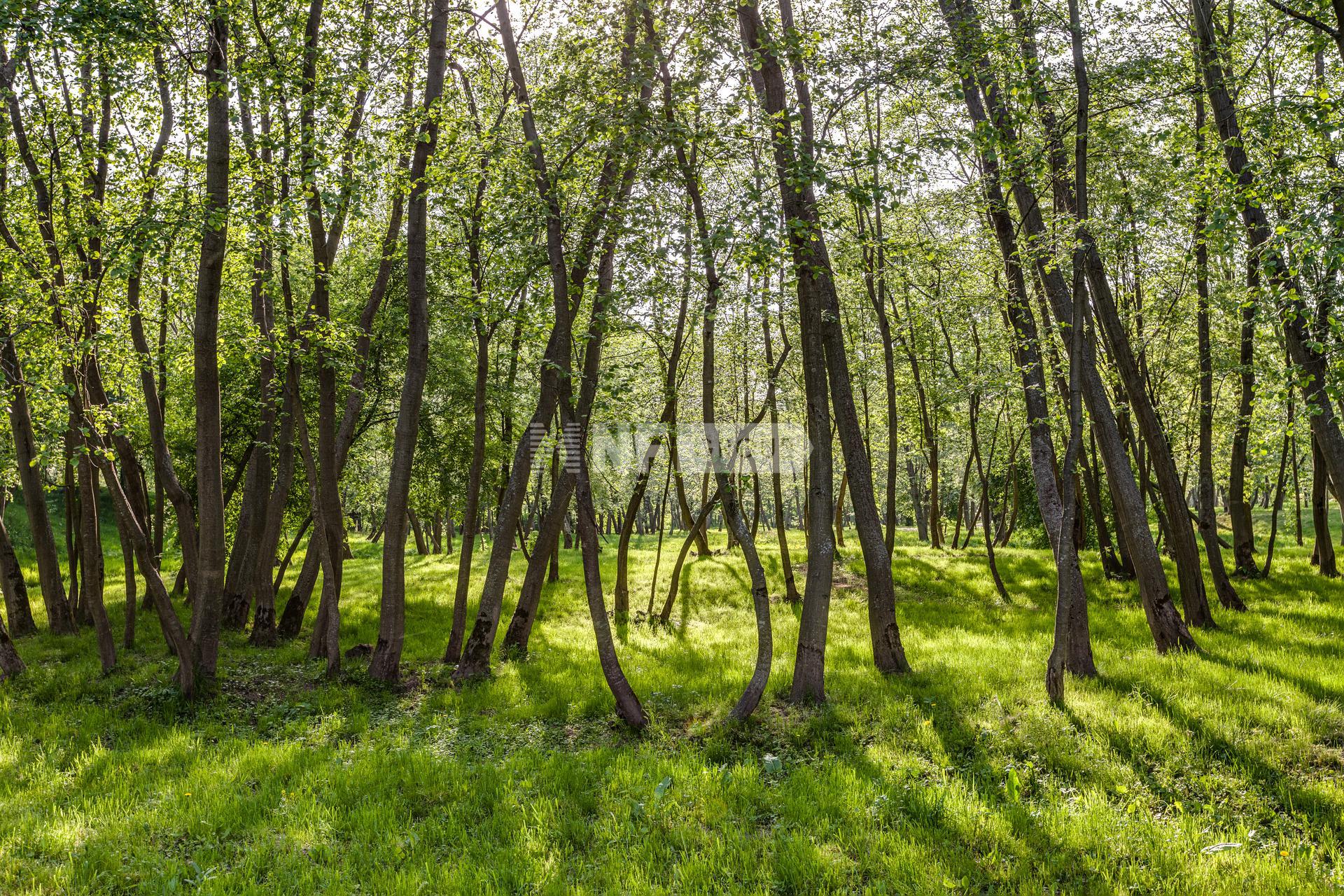 «Благодать» (Blagodat)