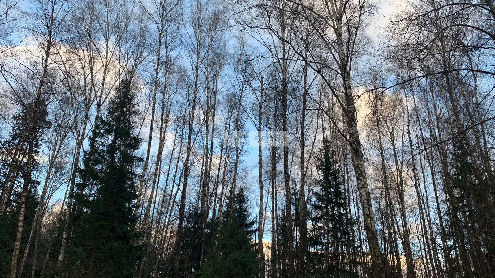 «Лесные зори» (Lesnye zori)