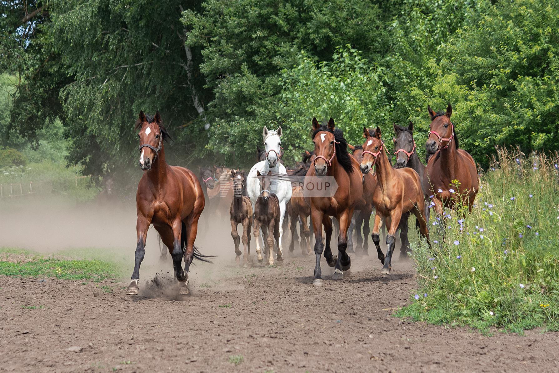 ZLYNSKIY (Злынский)