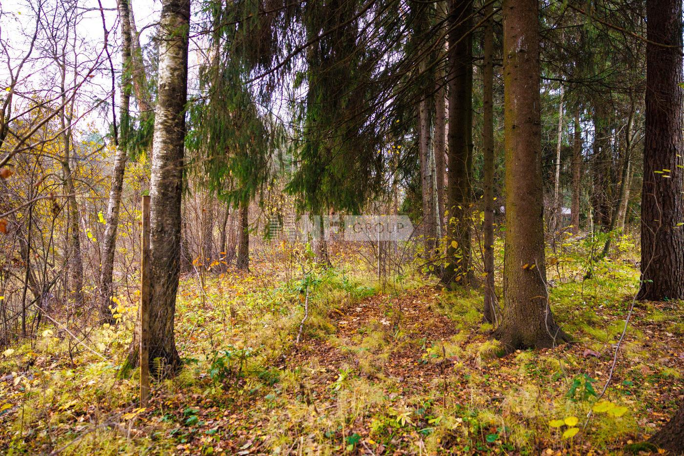 «Липка» (Lipka)