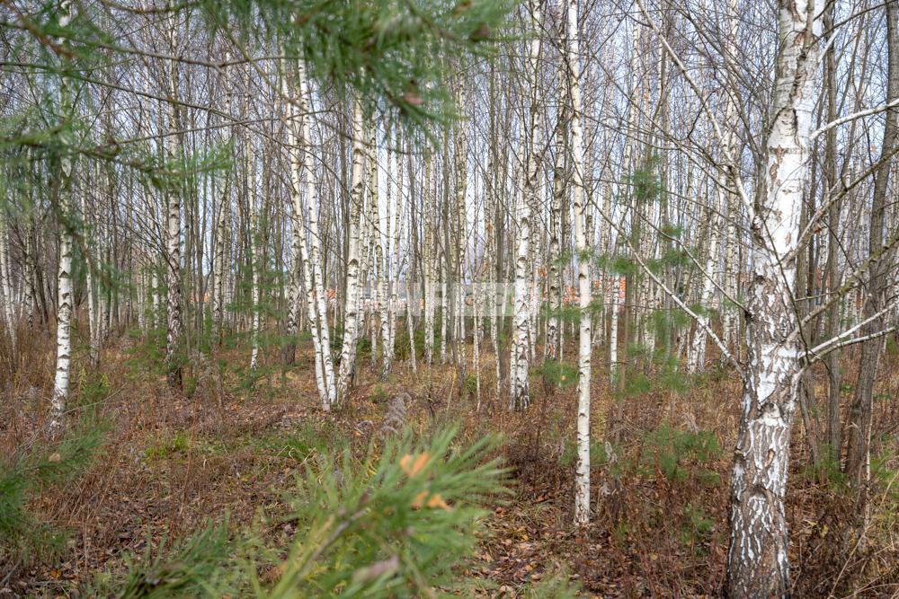 «Ромашково» (Romashkovo)