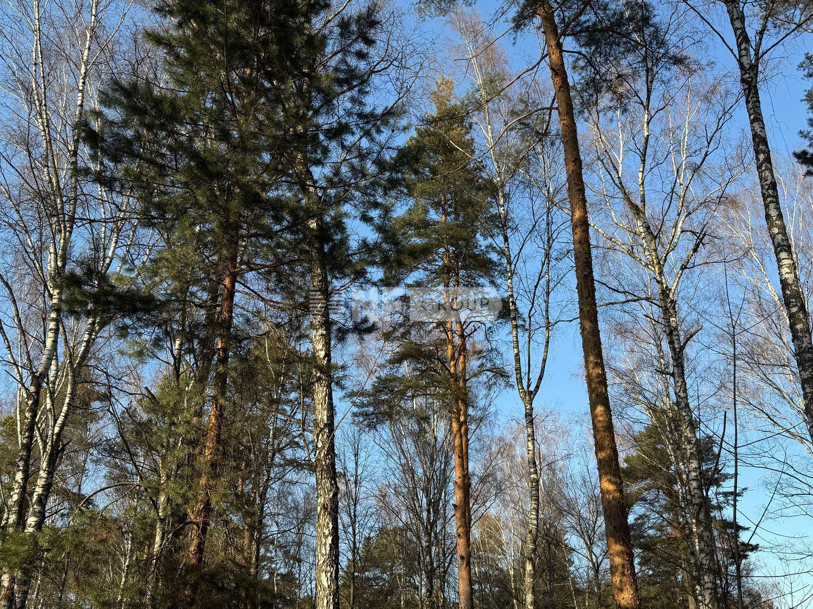 «Павловский лес» (Pavlovskiy les)