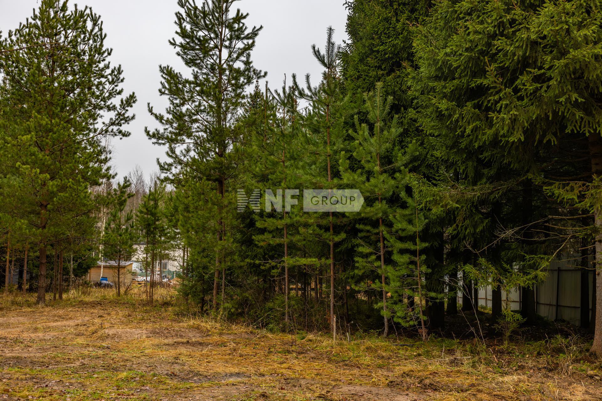 NF Group