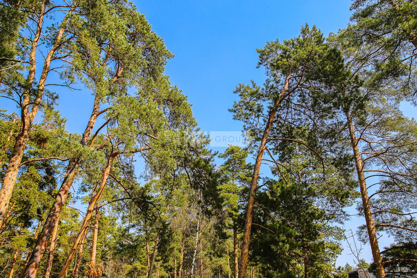 «Сосновый бор» (Sosnovyy bor)