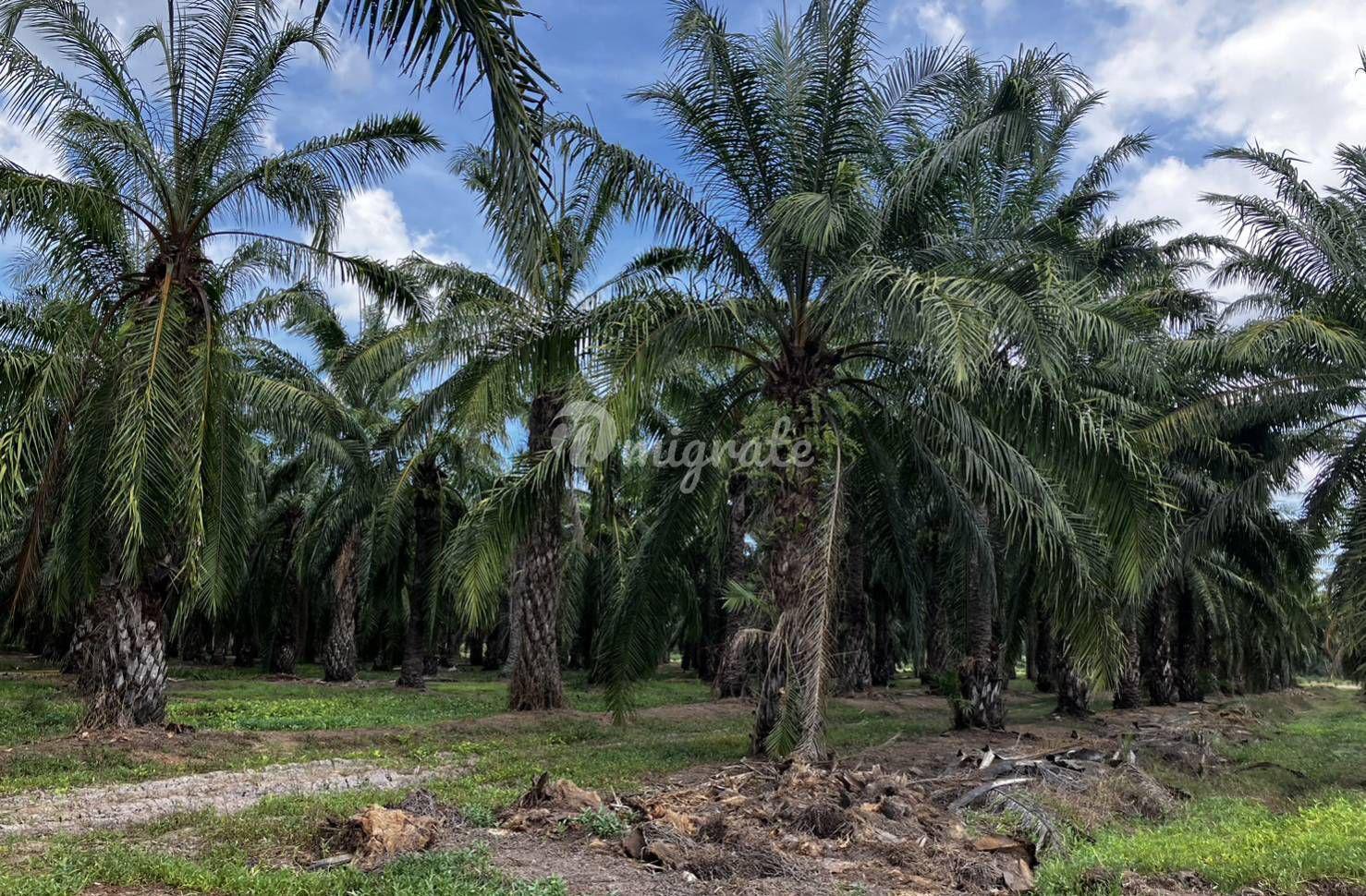 Земельный участок на продажу (For sale at the palm plantation Chaloem Phra Kiat District)