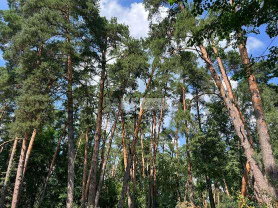 «Заречье» (Zareche)