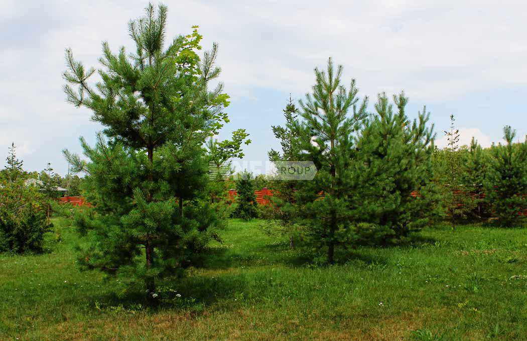 «Барвиха» (Barvikha)